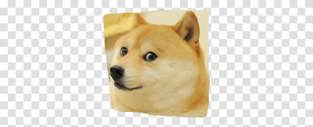 3d Doge With Background Ok Boomer Meme, Canine, Mammal, Animal, Pet Transparent Png