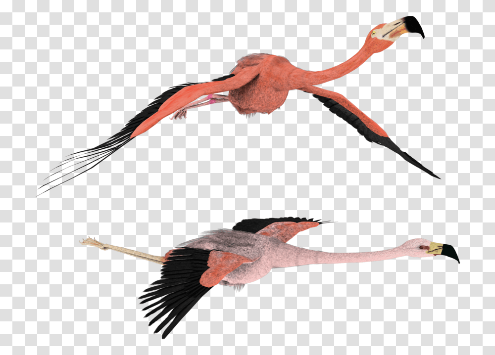 3d Flamingo Clipart Flying Flamingo, Bird, Animal, Amphibian, Wildlife Transparent Png