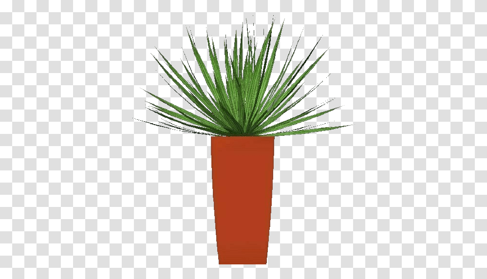 3d Flowers Cordilinea Acca Software Agave Azul, Plant, Tree, Palm Tree, Arecaceae Transparent Png