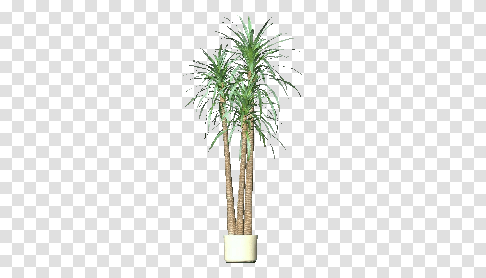 3d Flowers Dracena Acca Software Desert Palm, Plant, Tree, Palm Tree, Arecaceae Transparent Png