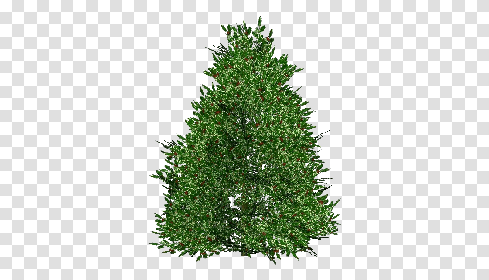 3d Flowers Holly Acca Software Christmas Tree, Plant, Ornament, Pine, Conifer Transparent Png