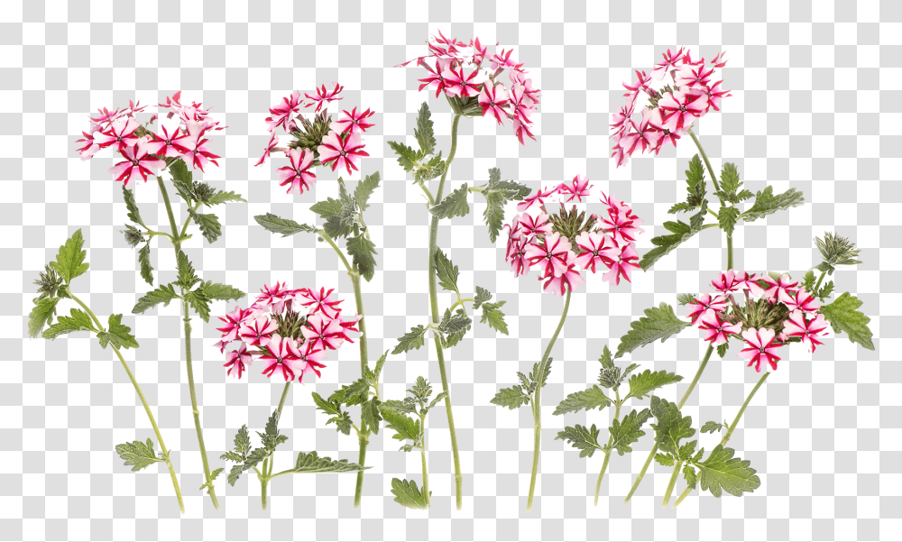 3d Flowers Images Rosa Glauca, Plant, Blossom, Geranium, Petal Transparent Png