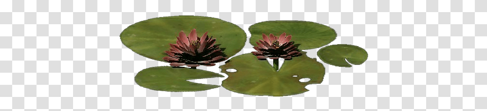 3d Flowers Lotus Flower Acca Software Red Clover, Plant, Blossom, Lily, Pond Lily Transparent Png