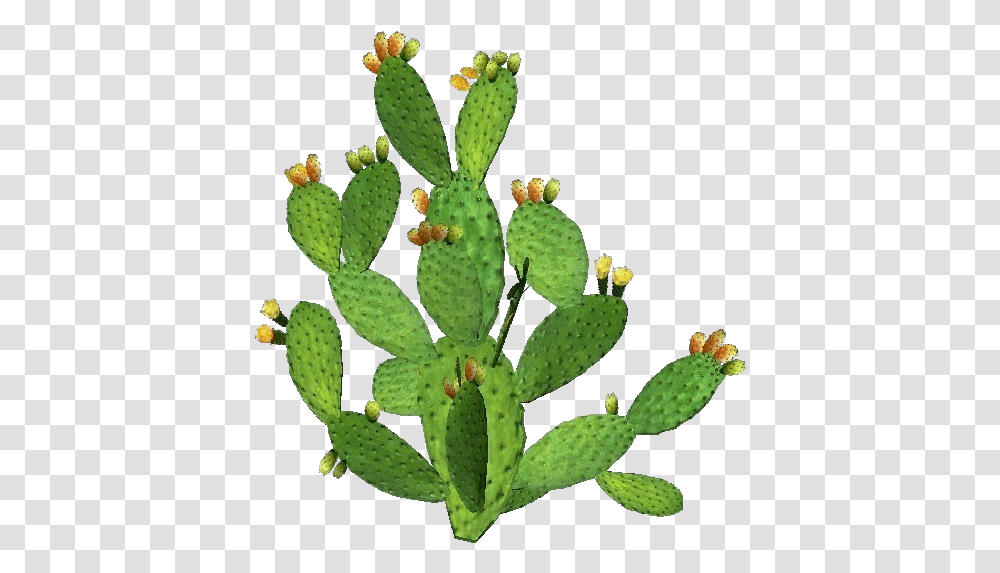 3d Flowers Prickly Pear Acca Software Pianta Fico D India, Plant, Cactus, Pineapple, Fruit Transparent Png