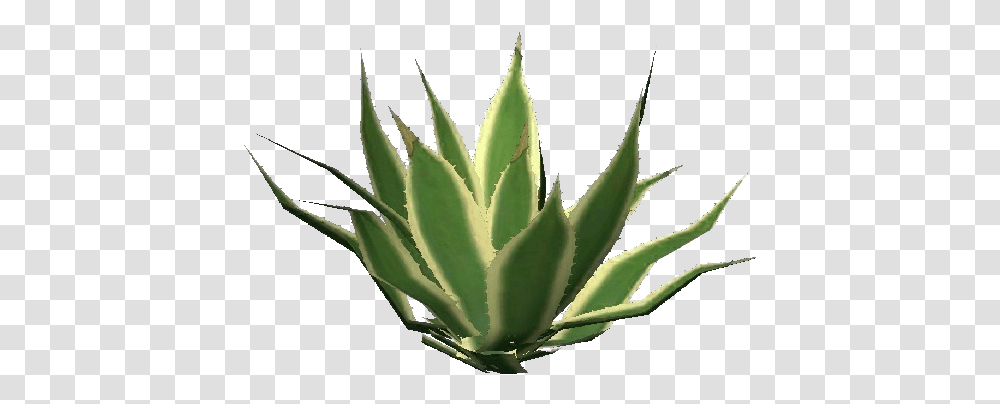 3d Flowers Succulent Plant, Aloe Transparent Png