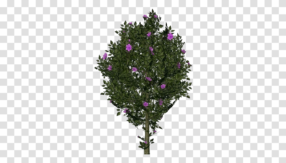 3d Flowers Violet Hibiscus Acca Software Christmas Tree, Geranium, Plant, Purple, Acanthaceae Transparent Png