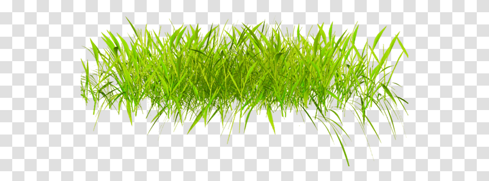 3d Grass, Plant, Lawn Transparent Png