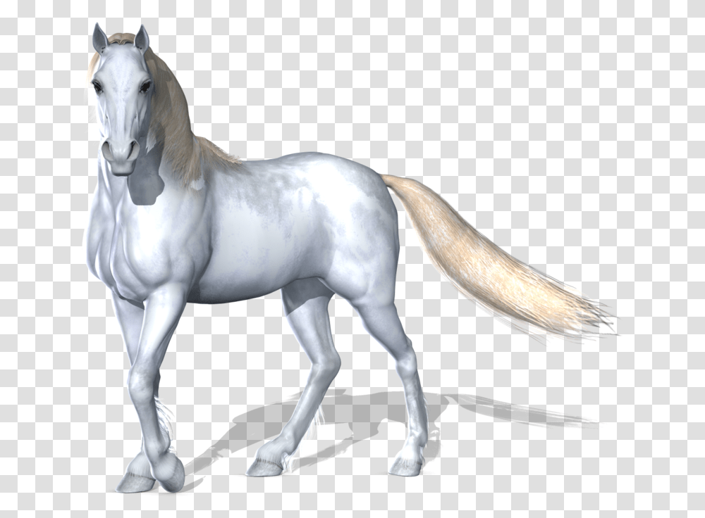 3d Horse White Horse Images Hd, Mammal, Animal, Andalusian Horse, Stallion Transparent Png