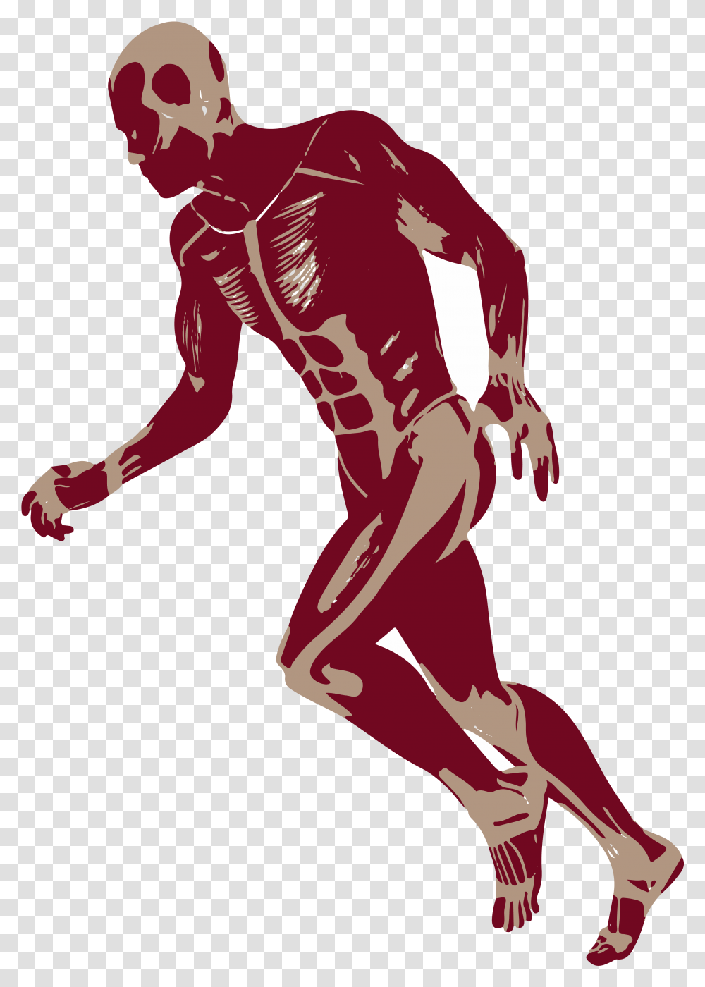3d Man 3d Running Man Muscles Anatomy D Muscles, Person, Sleeve Transparent Png