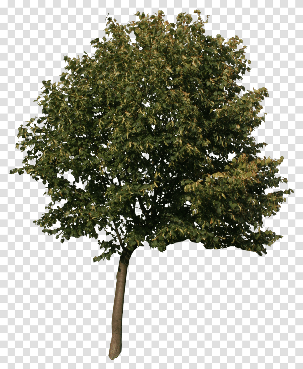 3d Max Tree Model Shrub Small Tree For Photoshop Transparent Png