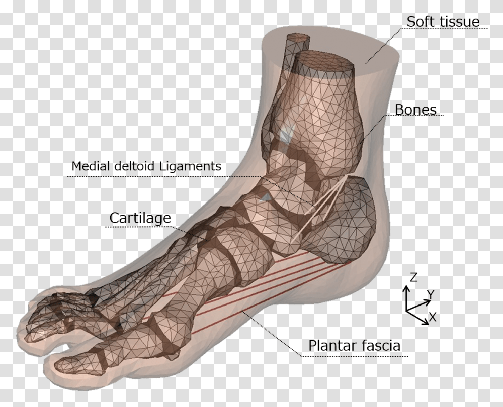 3d Model Foot Bones, Apparel, Footwear, Shoe Transparent Png