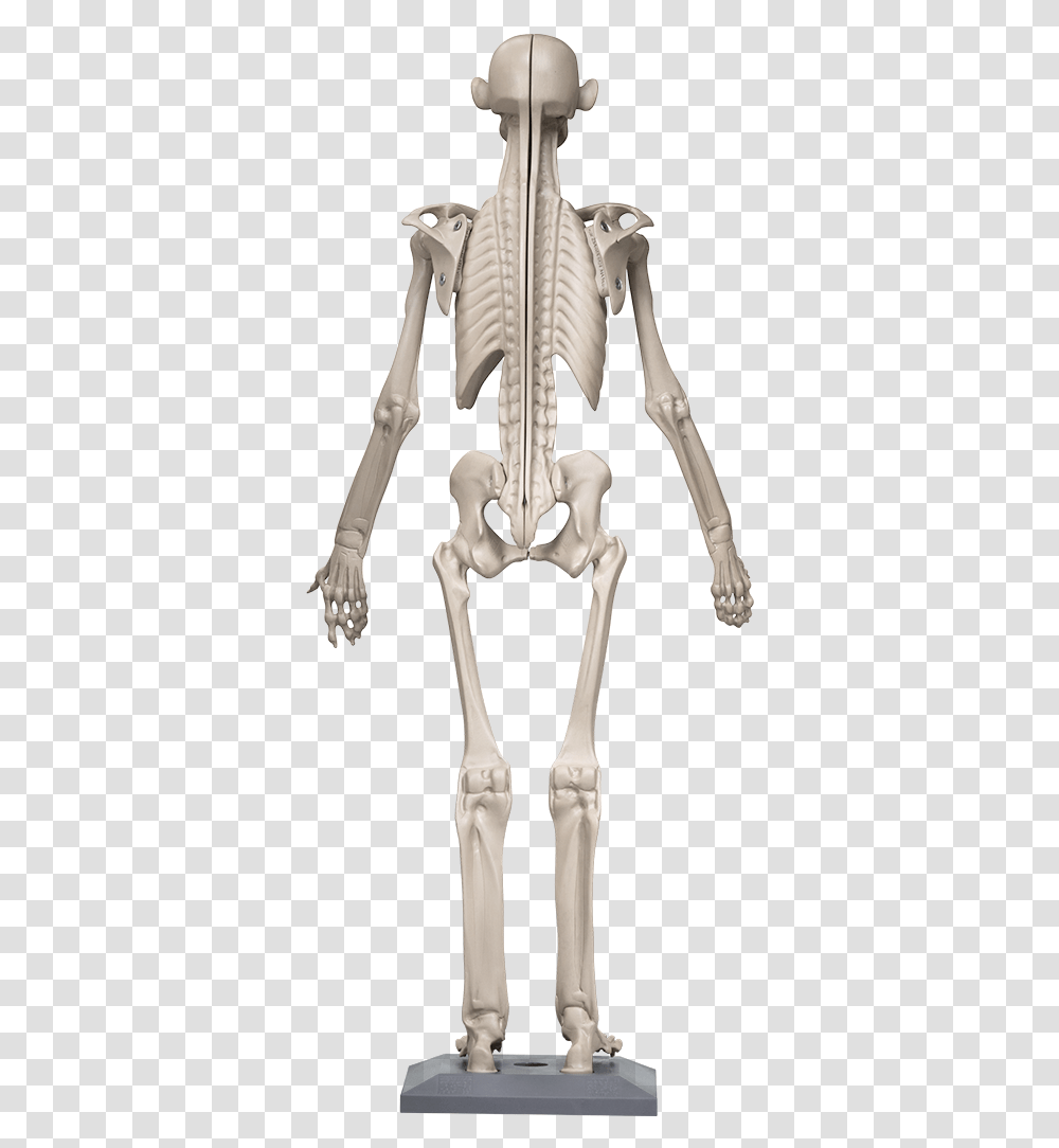 3d Modeling, Skeleton Transparent Png