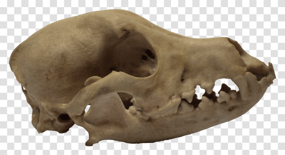 3d Printed Dog Skull Side View Dog Skull Side View, Fossil, Animal, Sea Life, Mammal Transparent Png