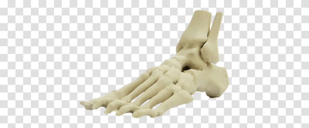 3d Printed Skeletal Foot ModelTitle, Bird, Animal, Hand, Injection Transparent Png