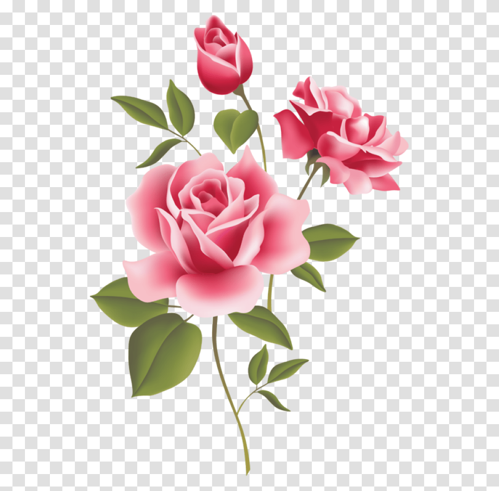 3d Rose Live Clipart Download Pink Roses Clipart Borders With Flowers, Plant, Blossom, Petal, Carnation Transparent Png