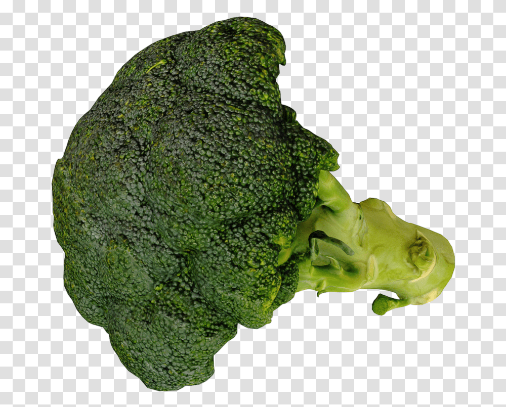 3d Scan Archives Broccoli, Plant, Vegetable, Food Transparent Png