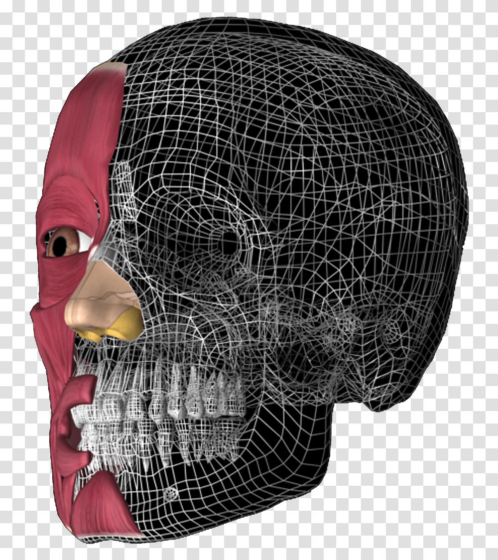 3d Skull 3d Head Anatomy Illustrations, Collage, Poster, Advertisement Transparent Png