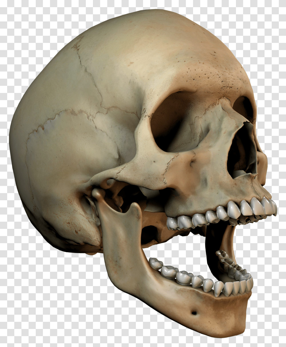 3d Skull 3d Skull Art, Jaw, Skeleton, Teeth, Mouth Transparent Png