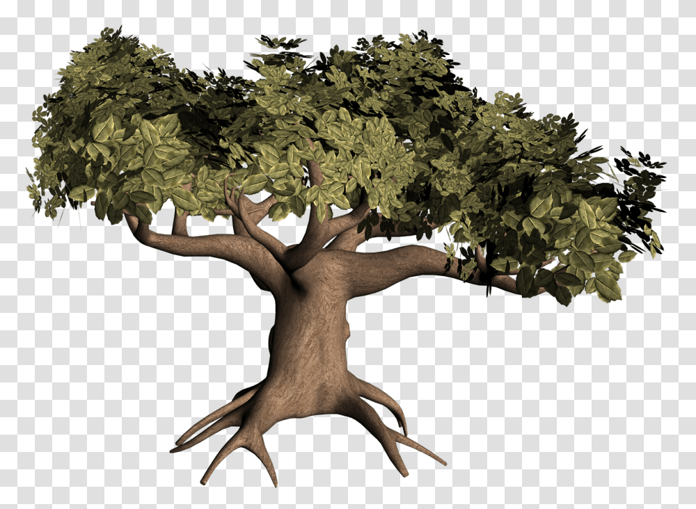 3d Tree 3d Tree Model, Plant, Tree Trunk, Root, Potted Plant Transparent Png