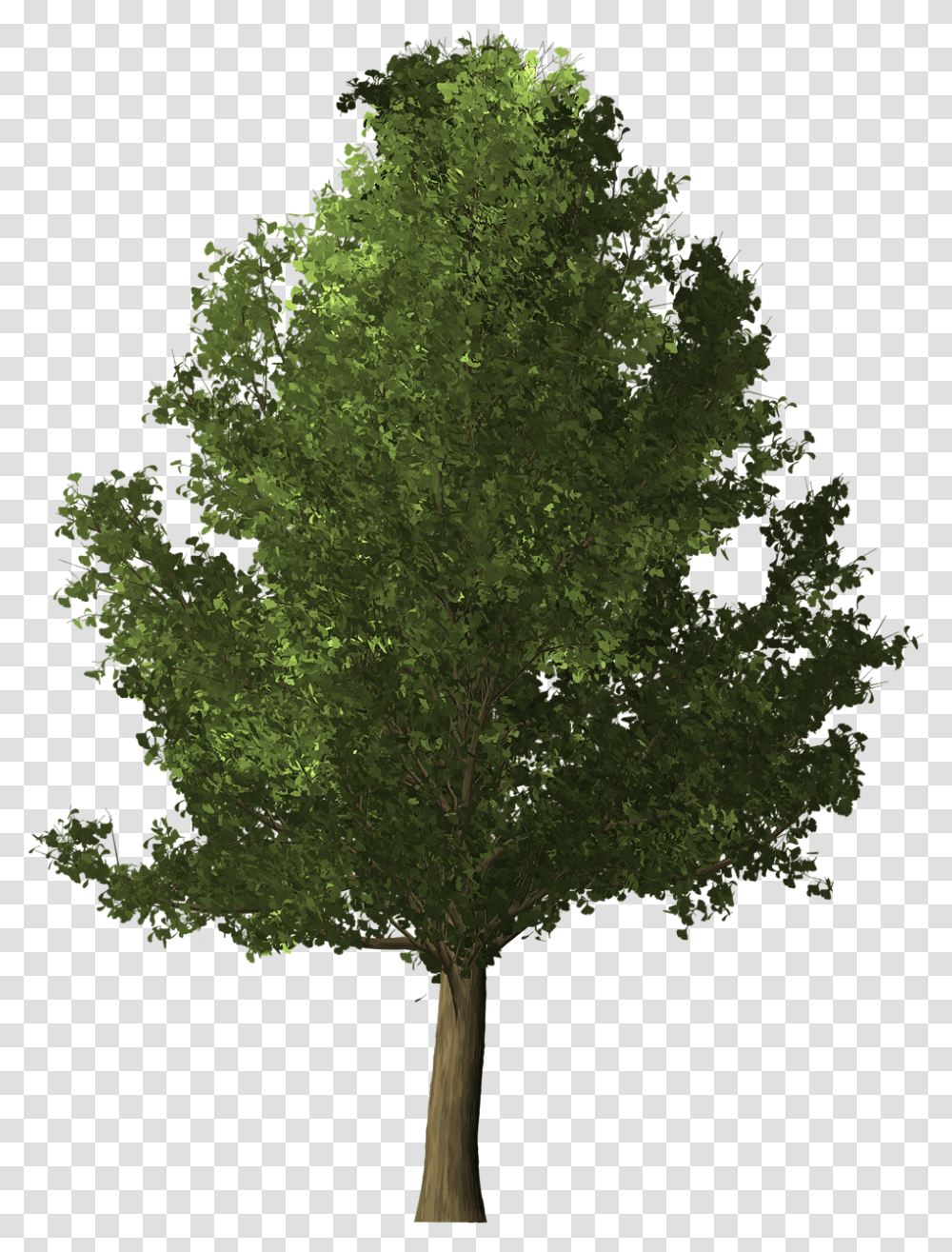 3d Tree, Plant, Maple, Tree Trunk Transparent Png