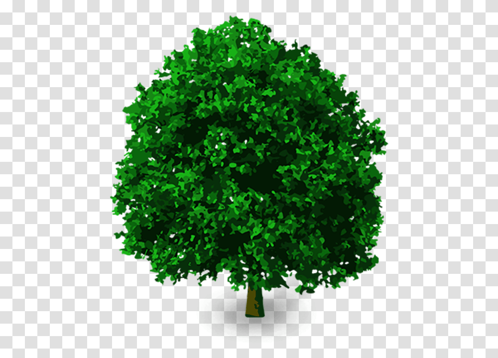 3d Tree Vector, Plant, Oak, Maple, Vegetation Transparent Png