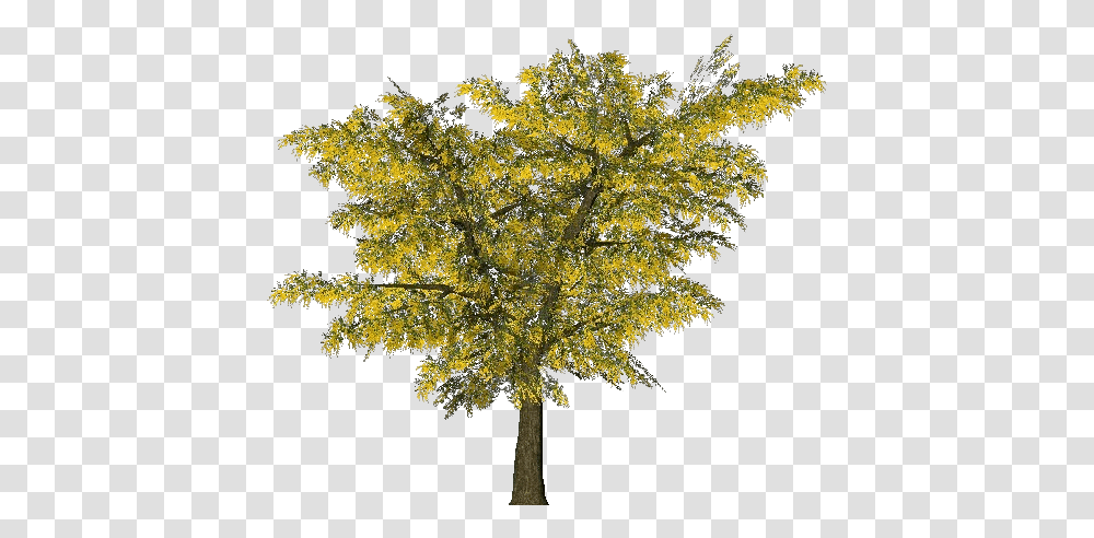 3d Trees Acacia Dealbata, Plant, Maple, Conifer, Tree Trunk Transparent Png