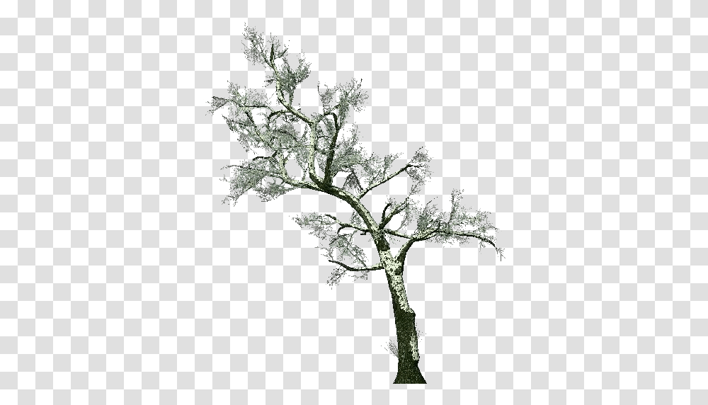 3d Trees Common Hawthorn Acca Software Biancospino Albero, Plant, Nature, Outdoors, Tree Trunk Transparent Png