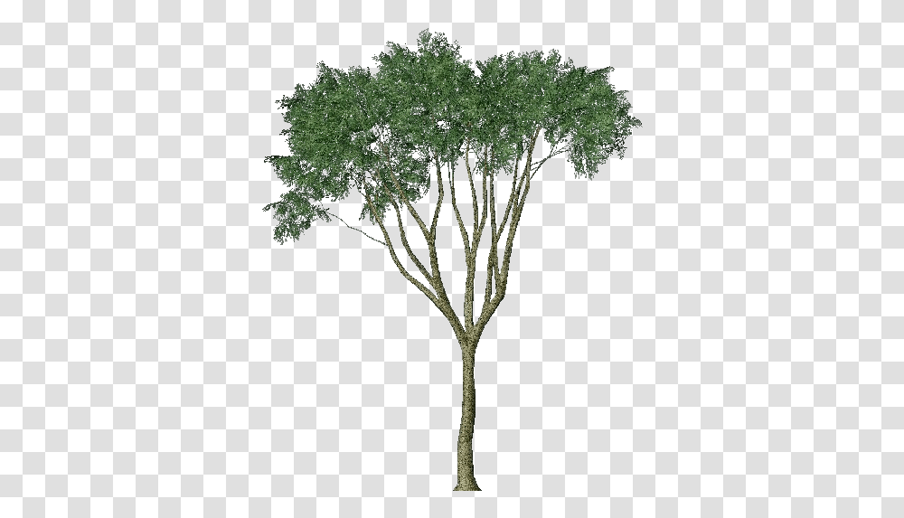 3d Trees Country Elm Acca Software Eucalyptus Tree Render, Plant, Tree Trunk, Jungle, Vegetation Transparent Png