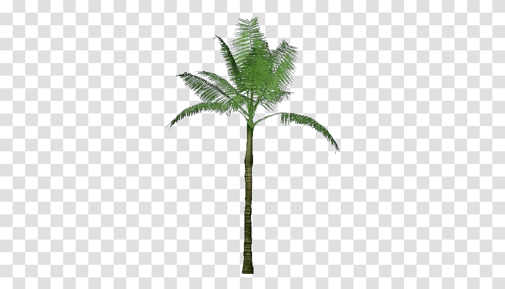 3d Trees Dictyosperma Album Acca Software Zt2 Library Wiki Palm, Plant, Leaf, Green, Vegetation Transparent Png