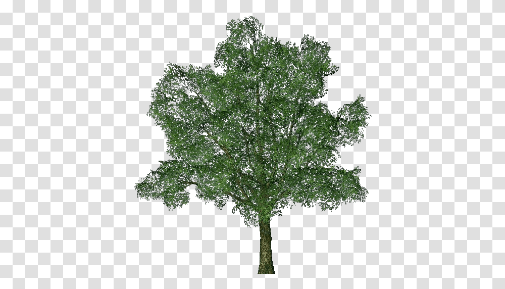 3d Trees English Oak Acca Software Ginkgo Biloba Tree, Plant, Maple, Sycamore, Tree Trunk Transparent Png