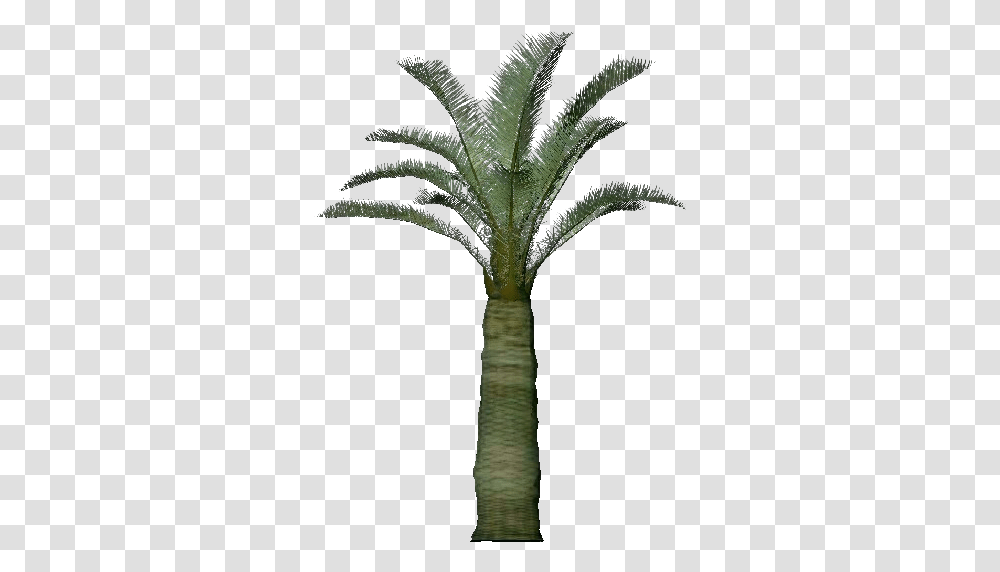 3d Trees Jubaea Chilensis Acca Software Attalea Speciosa, Palm Tree, Plant, Arecaceae, Annonaceae Transparent Png