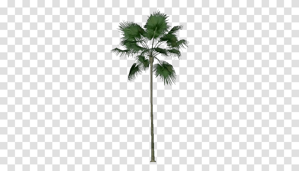 3d Trees Livistona Merrillii Acca Software Borassus Flabellifer, Plant, Palm Tree, Arecaceae, Cross Transparent Png