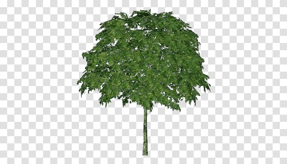 3d Trees Mountain Ash Acca Software Acer Campestre, Plant, Maple, Oak, Sycamore Transparent Png