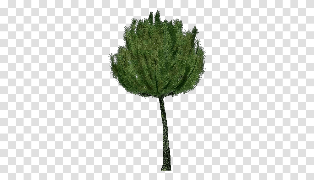 3d Trees Mountain Pine Acca Software Pond Pine, Plant, Leaf, Flower, Blossom Transparent Png