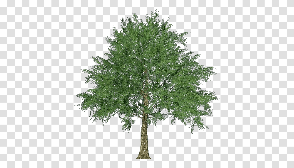3d Trees Norway Maple Acca Software Sketch Of Norway Maple Tree, Plant, Oak, Conifer, Sycamore Transparent Png