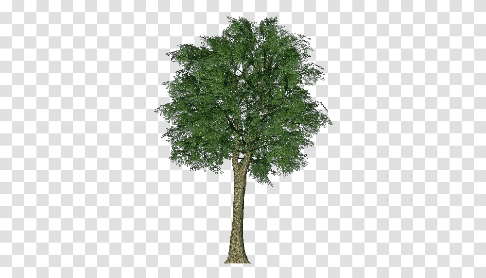 3d Trees Oak Acca Software Tree, Plant, Cross, Tree Trunk Transparent Png