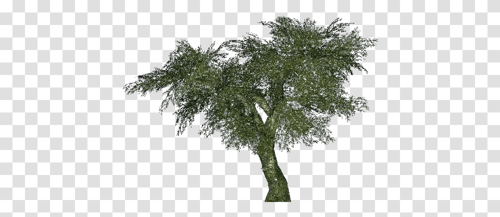3d Trees Olive 02 Acca Software Ulivo, Plant, Oak, Sycamore, Maple Transparent Png