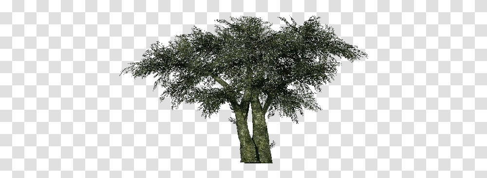 3d Trees Olive Tree Acca Software Mexican Pinyon, Plant, Oak, Tree Trunk, Sycamore Transparent Png
