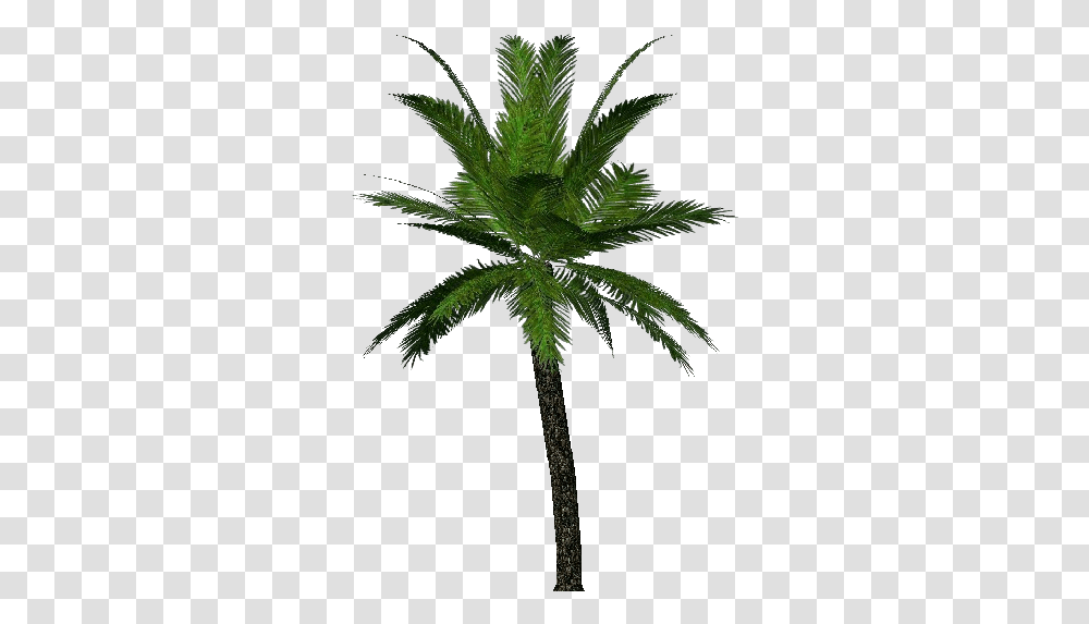3d Trees Palm Acca Software Immagini Palma, Plant, Palm Tree, Arecaceae, Leaf Transparent Png