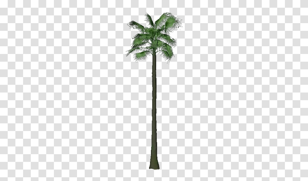 3d Trees, Plant, Palm Tree, Arecaceae Transparent Png