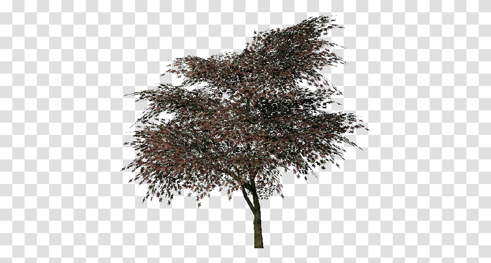 3d Trees Portable Network Graphics, Plant, Maple, Outdoors, Outer Space Transparent Png