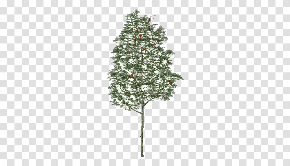 3d Trees Rowan Tree Acca Software Christmas Tree, Plant, Ornament, Cross Transparent Png