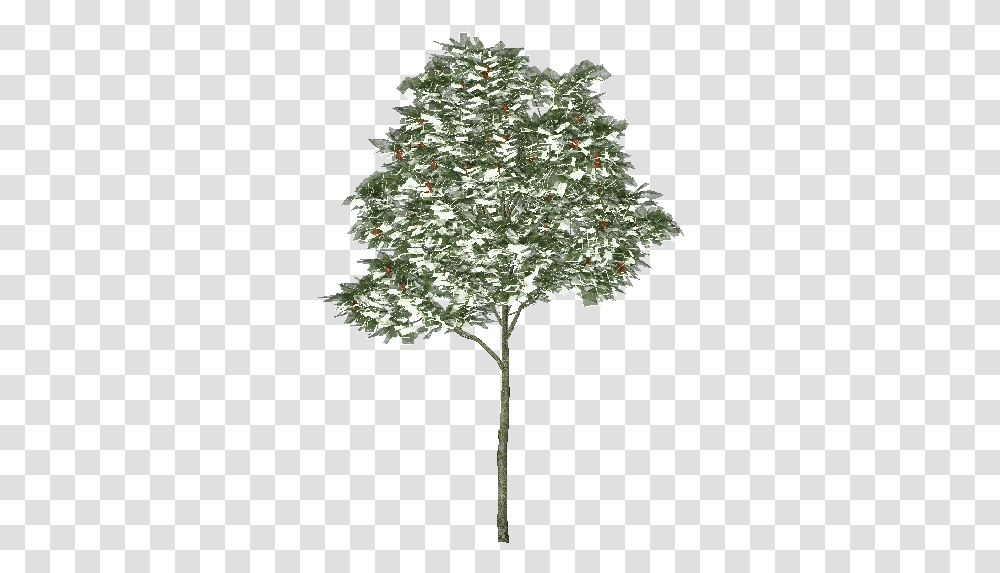 3d Trees Rowan Tree Acca Software Red Pine, Plant, Christmas Tree, Ornament, Flower Transparent Png