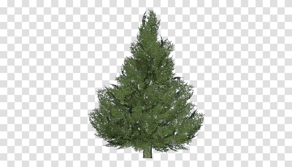 3d Trees Silver Fir Tree Acca Software Spruce Artificial Christmas Tree, Plant, Pine, Conifer, Abies Transparent Png