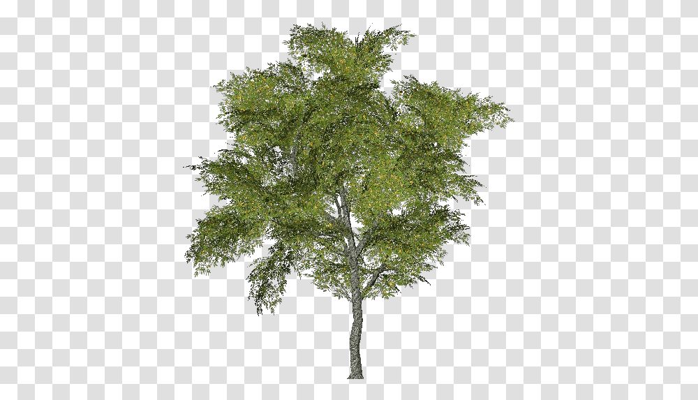 3d Trees Tabebuia Acca Software Ginkgo Biloba Tree, Plant, Maple, Oak, Conifer Transparent Png