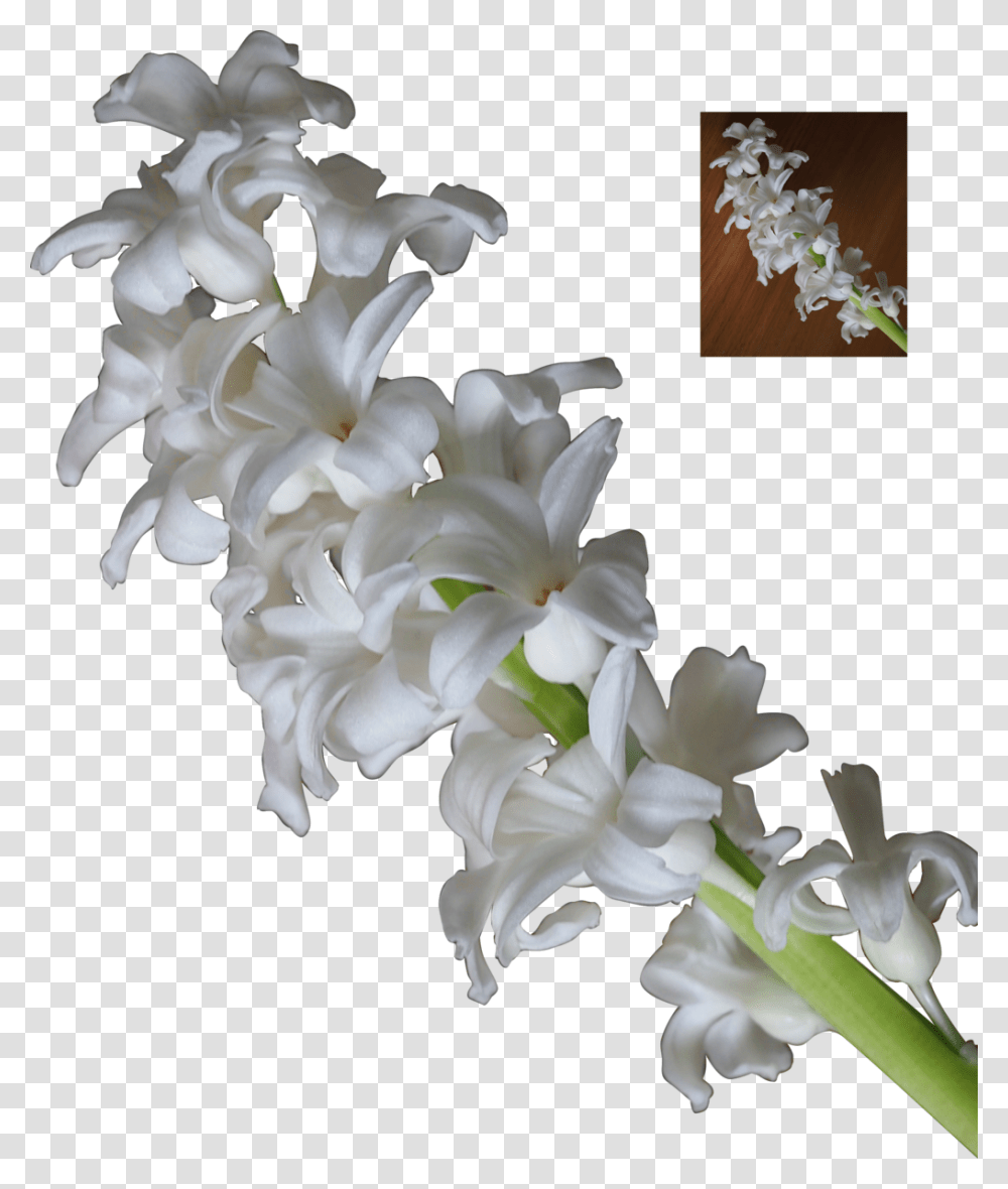 3d White Flowers White Stock Flower, Plant, Blossom, Flower Arrangement, Petal Transparent Png