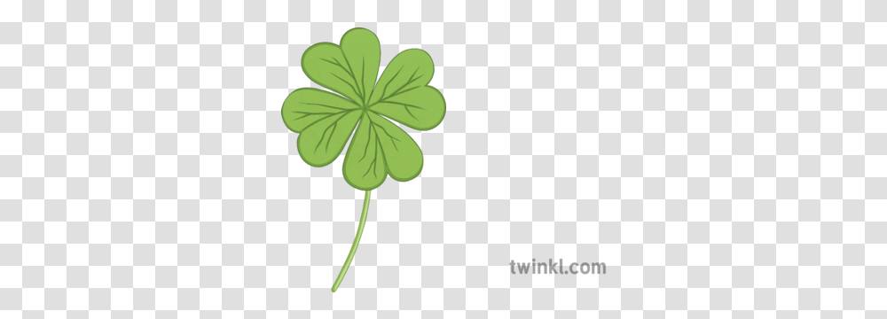 4 Leaf Clover Pshe Debate Saint Patricks Day Irish Ireland Shamrock, Plant, Flower, Blossom, Green Transparent Png