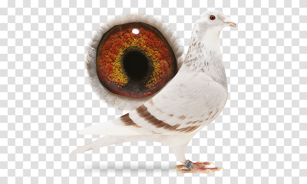 4264261 Gold Dust Sangers Pigeons Rock Dove, Bird, Animal Transparent Png