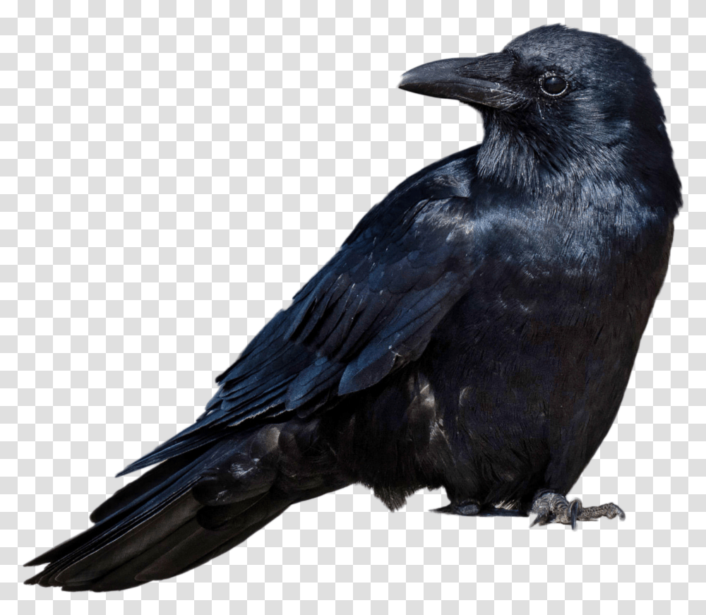 Black Crow, Bird, Animal, Blackbird, Agelaius Transparent Png