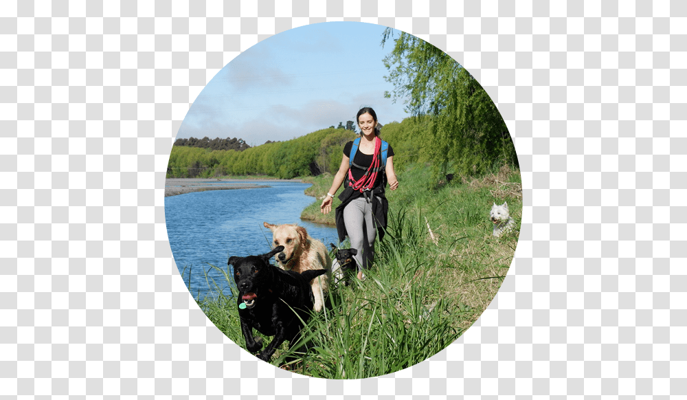 N Companion Dog, Person, Pet, Canine, Animal Transparent Png